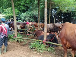 Prabowo Bagikan 109 Hewan Kurban untuk Warga di Hambalang Bogor