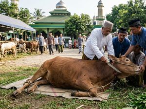 Stres pada Hewan Kurban Pengaruhi Kualitas Daging, Ini Penjelasan Pakar IPB
