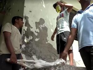 Video Panas Ekstrem di India Bikin Warga-Kambing Masuk RS