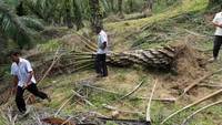 Ketimpangan Kepastian Hukum di Balik Dua Penopang Ekonomi Nasional