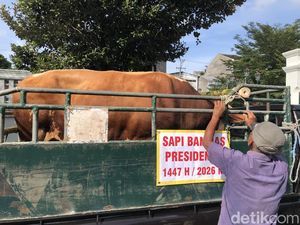 Prabowo Kurban 8 Sapi di DIY, Ada yang Nyaris 1 Ton