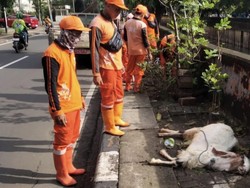 Heboh Kambing Mati di Trotoar Cempaka Putih, Langsung Dievakuasi PPSU