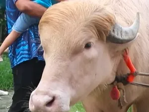Video Gak Jadi Disembelih, Kerbau Albino Donald Trump Masuk ke Kebun Binatang