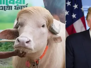 Heboh Kerbau Disebut Mirip Donald Trump, Begini Penampakannya