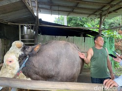 Gagahnya Si Bejo, Sapi Kurban Pilihan Prabowo untuk Warga Kaltim
