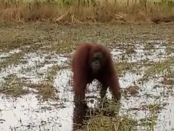 Warga Kayong Utara Lapor Ada Orangutan Masuk Permukiman, Diduga Cedera