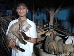 Strategi Peternak Milenial Indramayu Jual Ratusan Domba Kurban