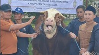 Sapi Jumbo Prabowo yang Siap Bahagiakan Warga Tasik di Idul Adha