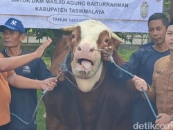 Sapi Jumbo Prabowo yang Siap Bahagiakan Warga Tasik di Idul Adha