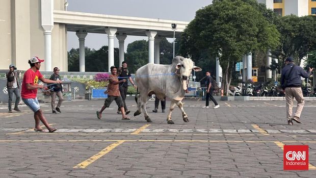 Sapi Kurban 1,1 Ton Presiden Prabowo Tiba di Masjid Al Akbar Surabaya, Sempat Berontak dan Menanduk Warga Sapi kurban Iduladha berbobot super milik Presiden Prabowo Subianto telah resmi tiba di Masjid Nasional Al Akbar Surabaya, Jawa Timur, Selasa (26/5) pagi. Hewan itu sempat mengamuk sesaat ketika diturunkan dari truk.