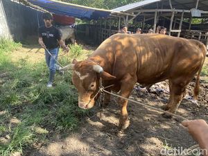 Sapi Kurban Presiden Prabowo Seberat 833 Kg di Parepare dari Peternak Bone
