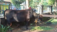 Prabowo Kurban Sapi Limousin di Blora, Bobotnya 1,1 Ton