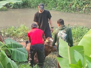 Sapi Kurban Seberat 700 kg di Buduran Sidoarjo Kabur lalu Tecebur Sungai