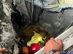 Pyok! Sapi Kurban Nyemplung Septic Tank di Mojokerto, Damkar Turun Tangan
