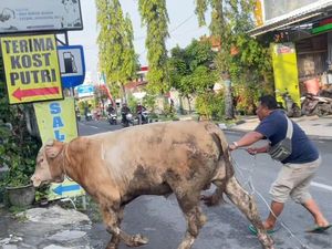 Iduladha Core Dimulai: Sapi Kurban Lepas Nyaris Masuk Salon di Lamongan