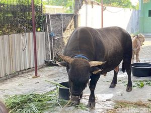 Gagahnya Kliwon, Sapi Hitam 1,1 Ton Kurban Prabowo di Semarang
