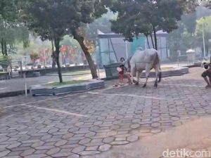 Fakta-fakta Amuk Sapi Kurban Prabowo di Setiba di Masjid Al Akbar