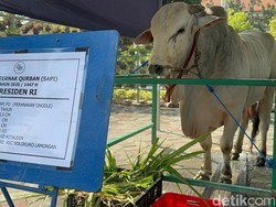 Sapi Kurban Prabowo Tiba di Masjid Al Akbar Surabaya, Ukurannya Jumbo!