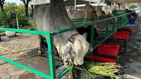 Beli Hewan Kurban Kena Pajak Nggak? Ini Kata DJP