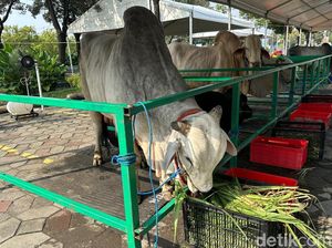 Beli Hewan Kurban Kena Pajak Nggak? Ini Kata DJP