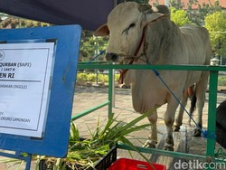 Gerindra soal 1.098 Sapi Kurban Presiden dari APBN: Tak Langgar Aturan