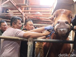 Ini Diego, Sapi Kurban dari Prabowo di Kuningan