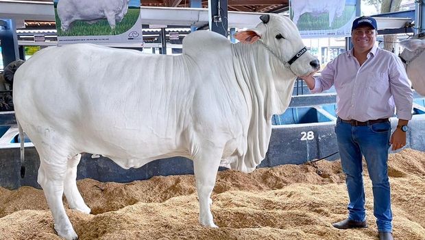Sapi Termahal di Dunia Harganya Tembus Puluhan Miliar, Penampilannya Jadi Sorotan