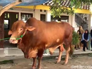 Besok, 16 Sapi Kurban Presiden Prabowo Disembelih di Lampung