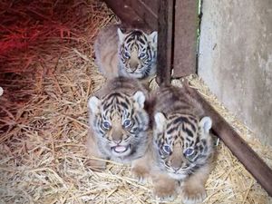 Kabar Gembira, 4 Harimau Sumatra Lahir di Inggris!