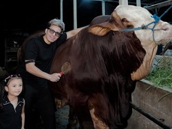 Atta Halilintar Kurban 12 Sapi, Disebar ke Bogor-Cianjur