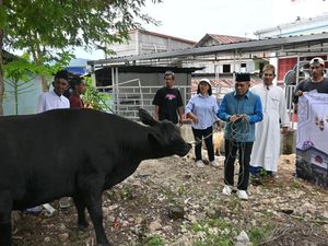 Idul Adha di Labuan Bajo Potong 912 Hewan Kurban, Ada Sapi Hitam Prabowo