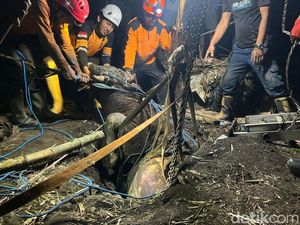 Damkar Evakuasi Sapi Kurban Nyemplung Septic Tank di Mojokerto
