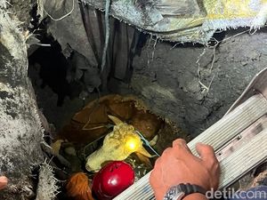 Video Drama 3 Jam Lebih! Angkat Sapi Kurban di Mojokerto Masuk Septic Tank