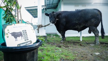 Gubernur Jateng Salurkan Sapi Kurban 906 Kg ke Warga Huntara Tegal