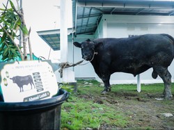 Gubernur Jateng Salurkan Sapi Kurban 906 Kg ke Warga Huntara Tegal
