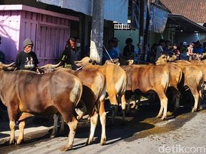 Terbanyak di NTB, Masjid Jami Al-Umary Sembelih 40 Sapi