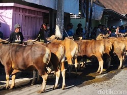 Terbanyak di NTB, Masjid Jami Al-Umary Sembelih 40 Sapi