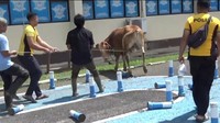 Sapi Kurban Nyaris Masuk Area Pelayanan SIM Polres Sumedang