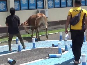 Sapi Kurban Nyaris Masuk Area Pelayanan SIM Polres Sumedang