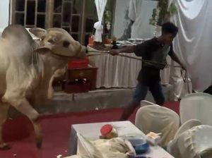 Tamu Undangan Kocar-kacir saat Sapi Kurban Masuk Tenda Hajatan