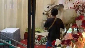 Heboh Sapi Kurban Masuk Tenda Hajatan di Banyumas, Tamu Undangan Bubar