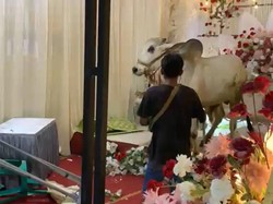 Viral Pernikahan Didatangi Sapi Kurban yang Lepas, Ngamuk Acak-acak Dekorasi