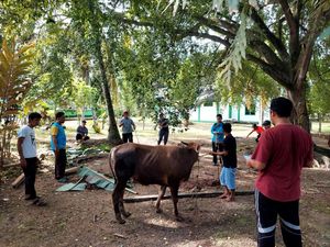 Idul Adha 1447 H, Kemensos Salurkan 295 Ekor Hewan Kurban