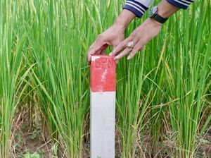 Wajib Tahu! Ini Pentingnya Pasang Patok Agar Tanah Nggak Mudah Dicaplok Orang