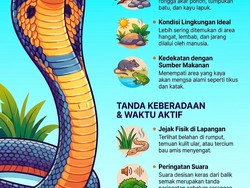 Infografis: Tanda-tanda Ada Ular Kobra di Dekat Anda