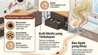 Infografis: Begini Tanda-tanda Ada Kecoa di Dalam Rumah