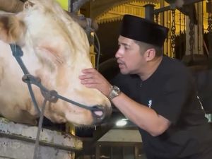 Video: Lihat Lagi Momen Kurban Selebritas Tanah Air saat Idul Adha