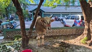 21 Hewan Kurban Disembelih di Masjid Al Markaz Makassar: 17 Sapi-4 Kambing