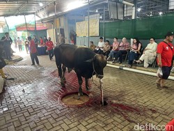 Masjid Raya Pondok Indah Jaksel Terima Kurban 10 Sapi dan 35 Kambing