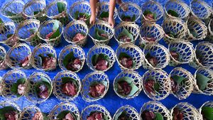 EcoQurban, Warga Gunakan Keranjang Bambu untuk Daging Kurban